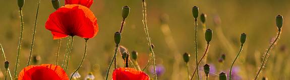 s mohn